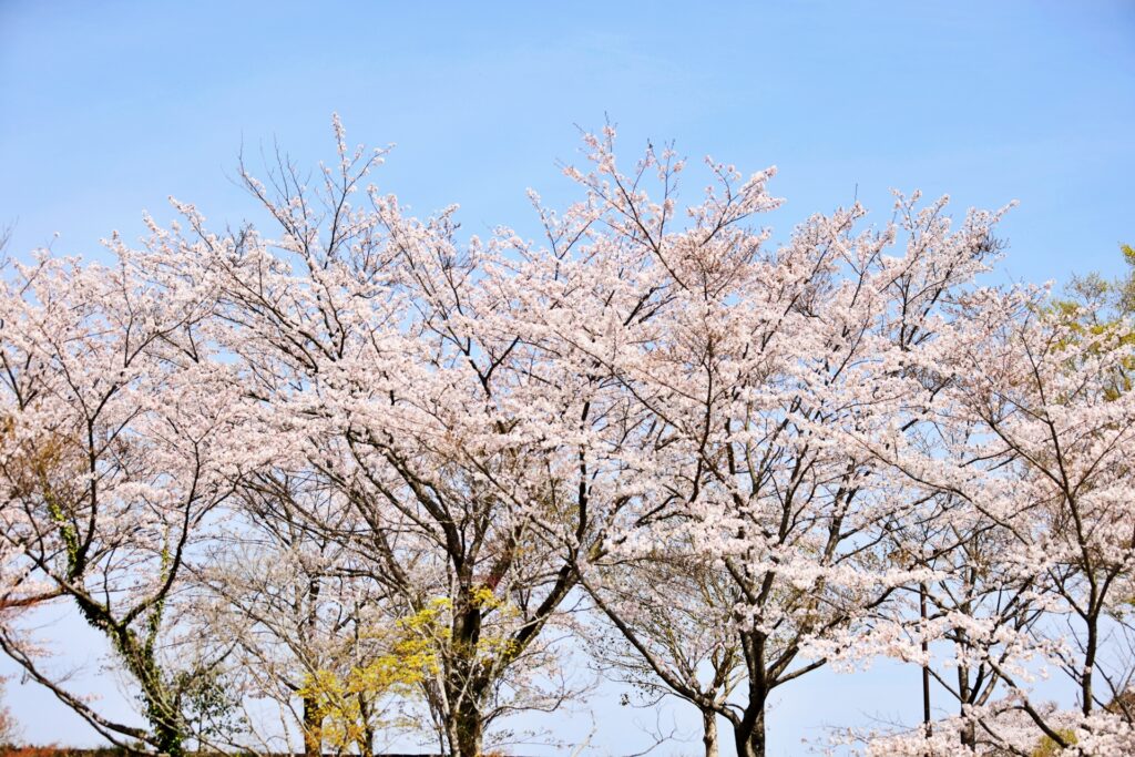 Cherry Blossom Blooming: Late March through Early April